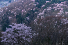 春色の山