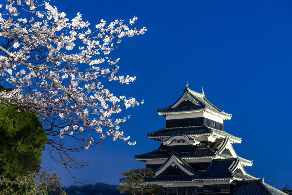 桜咲く