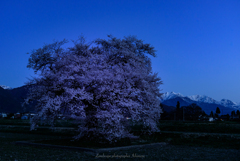 須沼の一本桜