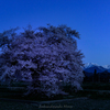 須沼の一本桜