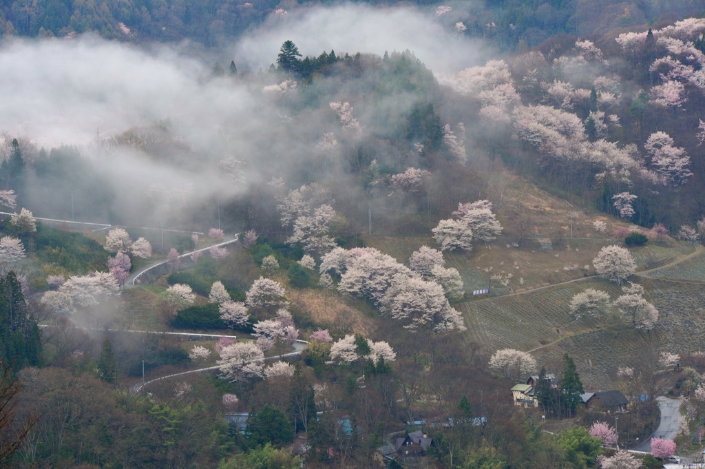 桜ロード
