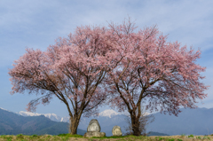 安曇野の春＜桜と道祖神＞