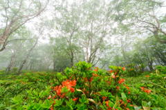 雨の情景