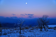 月夜の高原