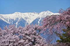 中央アルプスと桜