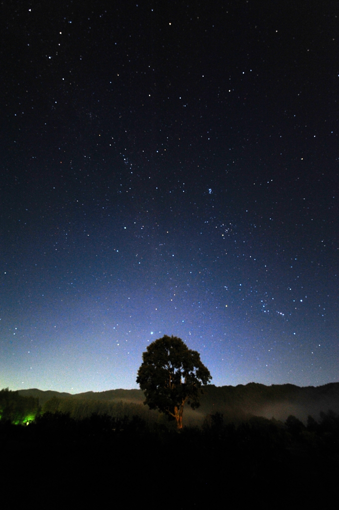 こならの木と星空