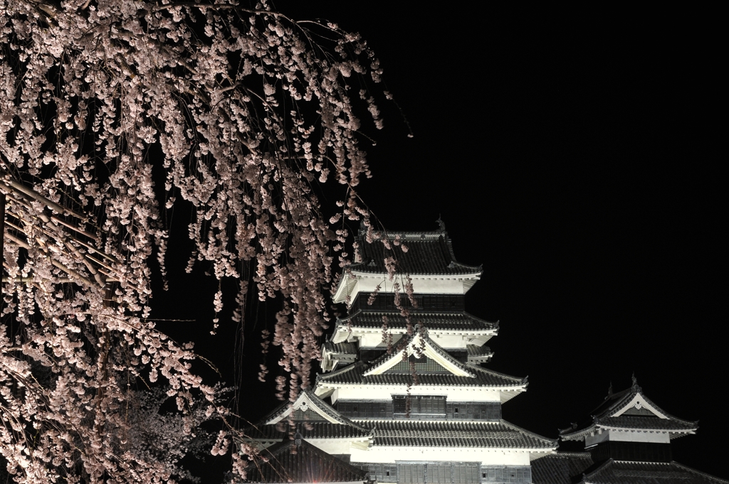 枝垂と天守閣