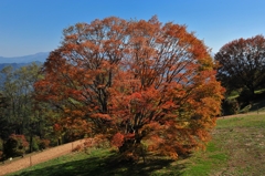 大カエデ紅葉