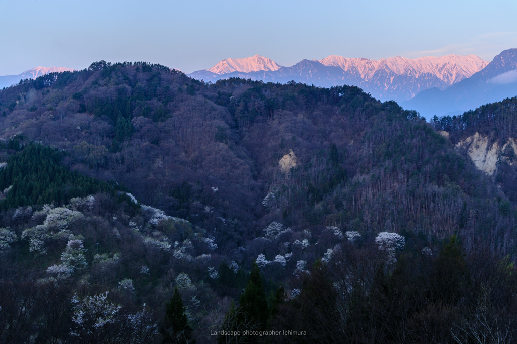 北アルプスと山桜