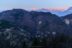 北アルプスと山桜