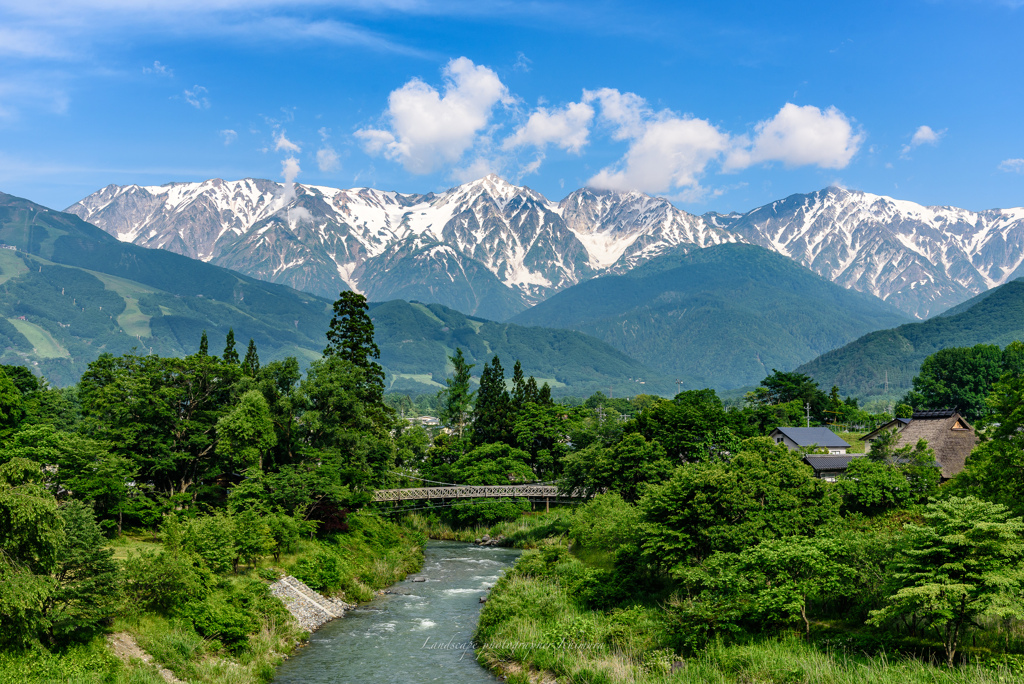 深緑の白馬