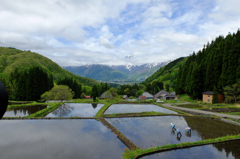 棚田の田植え