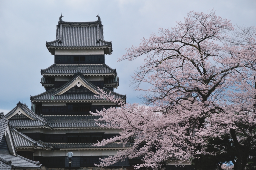 松本城、桜満開#3