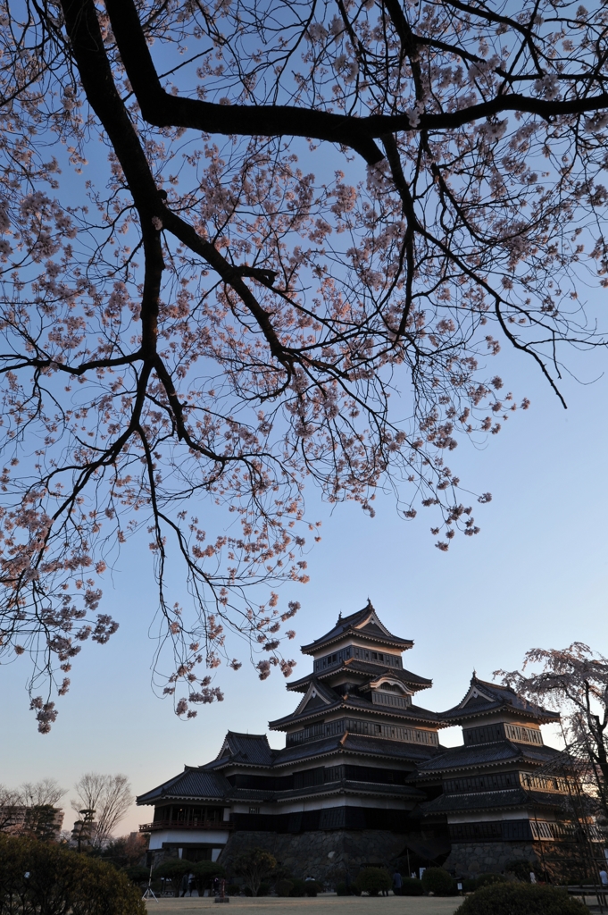 松本城夜桜会１