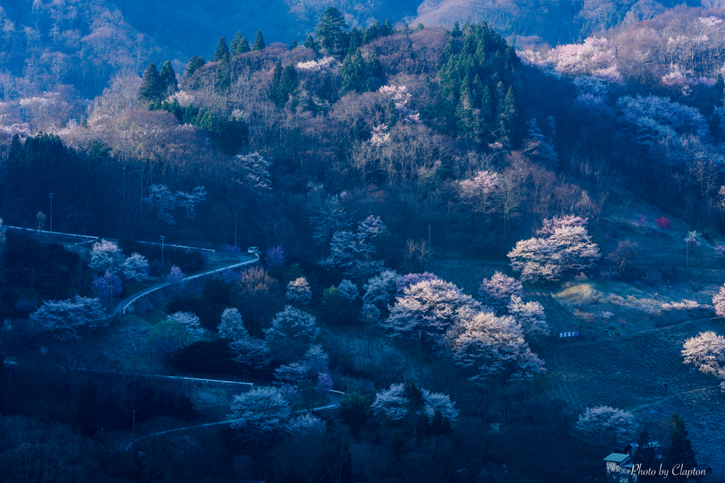 桜の谷に朝の光が・・・