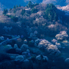桜の谷に朝の光が・・・
