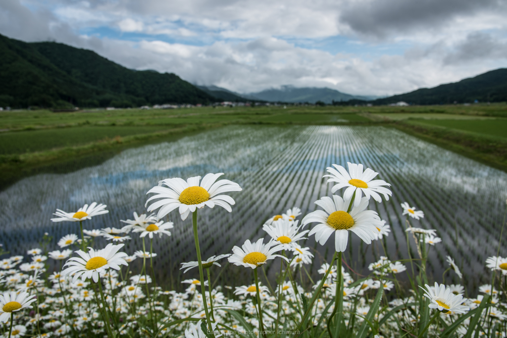 白馬村田んぼ風景