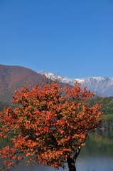 青木湖畔ー桜ー