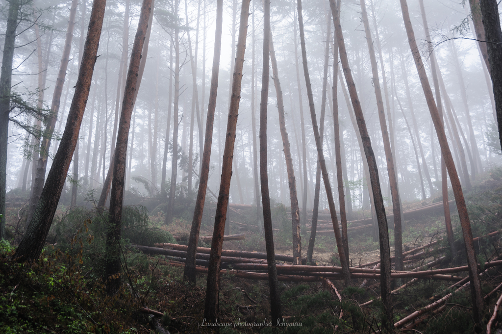 霧の伐採林