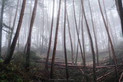 霧の伐採林