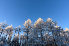 朝陽に輝く樹氷