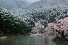時ならぬ・・・