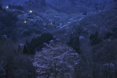 未明の桜仙峡