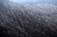 凍てつく森