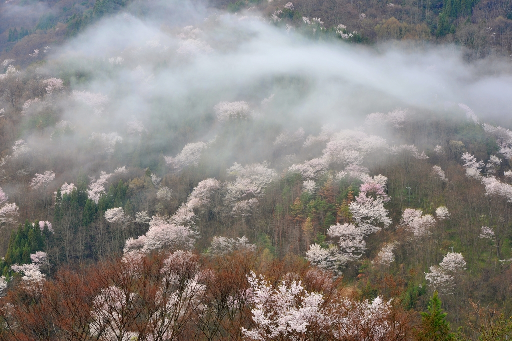 桜仙峡の朝