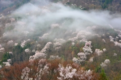 桜仙峡の朝
