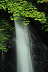 新緑と滝