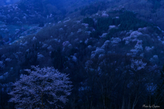 未明の桜仙峡