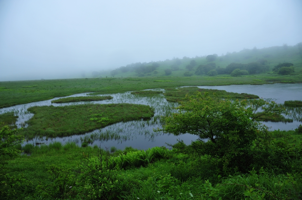 雨の湿原散策２