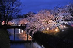 桜ライトアップ