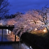 桜ライトアップ