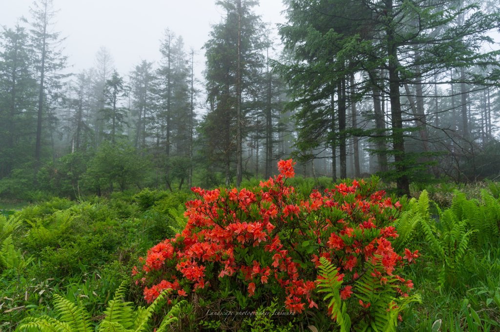 Morning of the plateau