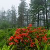 Morning of the plateau