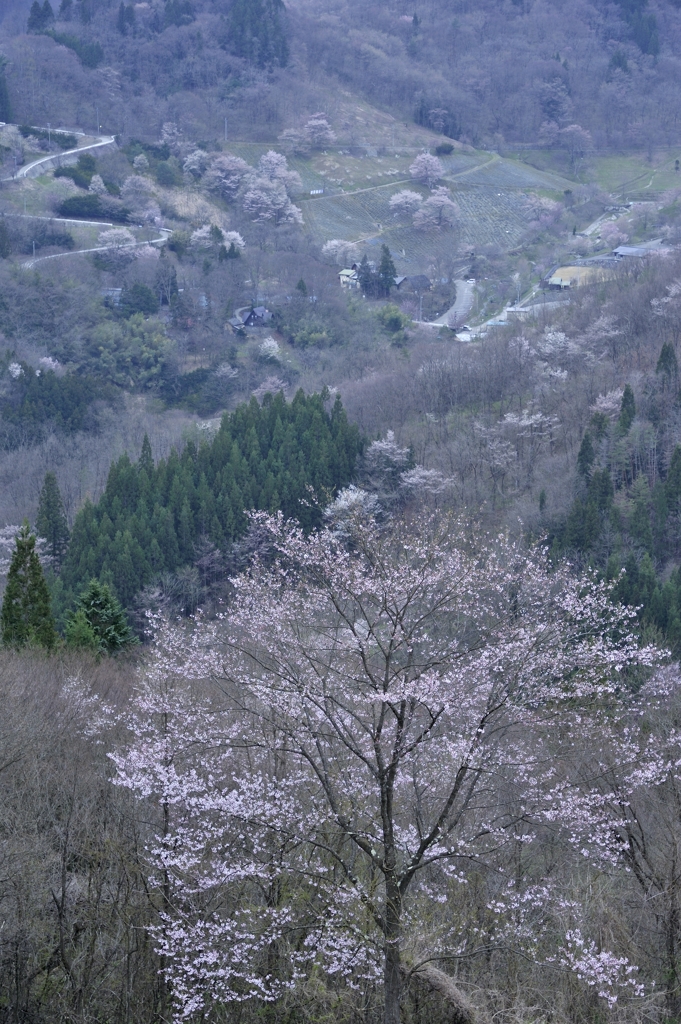 桜仙峡#2