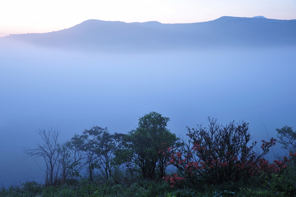 朝霧の高原