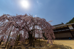 麻績の里舞台桜