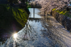 桜舞うVOL1