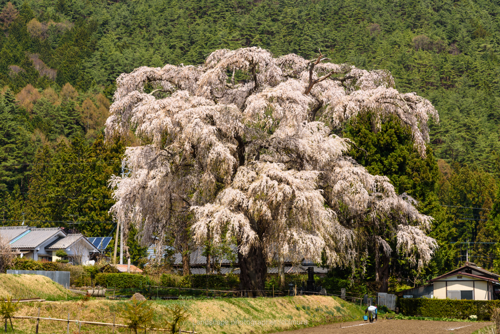 北小倉の枝垂れ桜