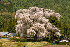 北小倉の枝垂れ桜