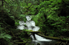 深緑に覆われて