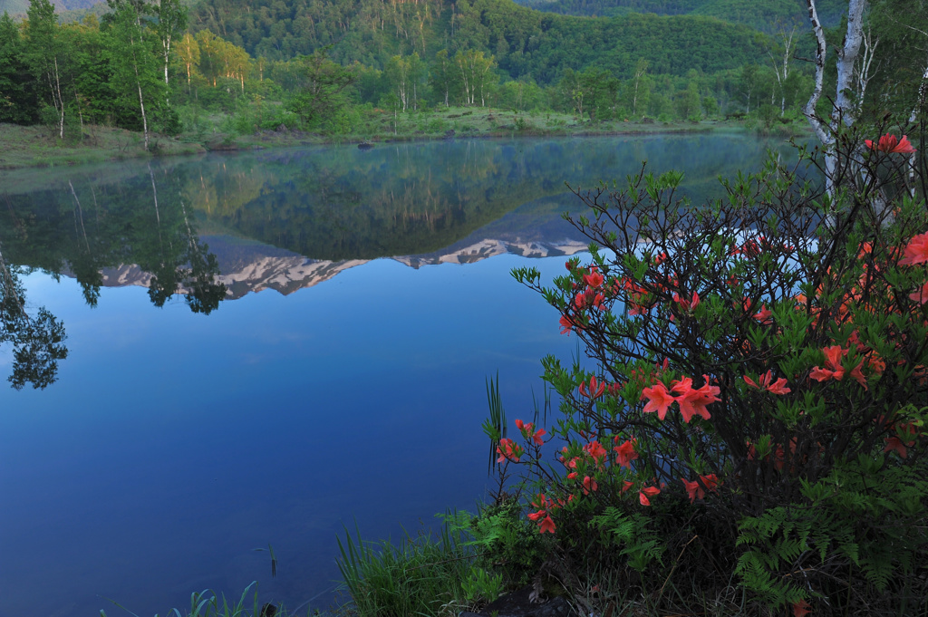 ツツジ咲く乗鞍の今