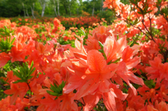 ツツジ咲く乗鞍高原