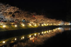 松本城桜満開