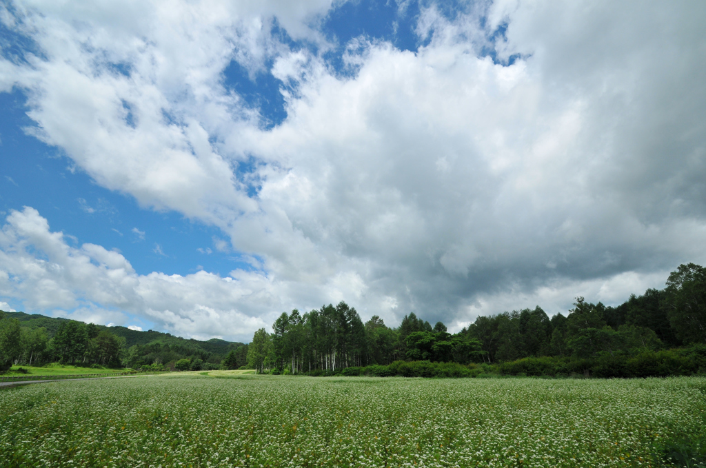 開田高原の夏