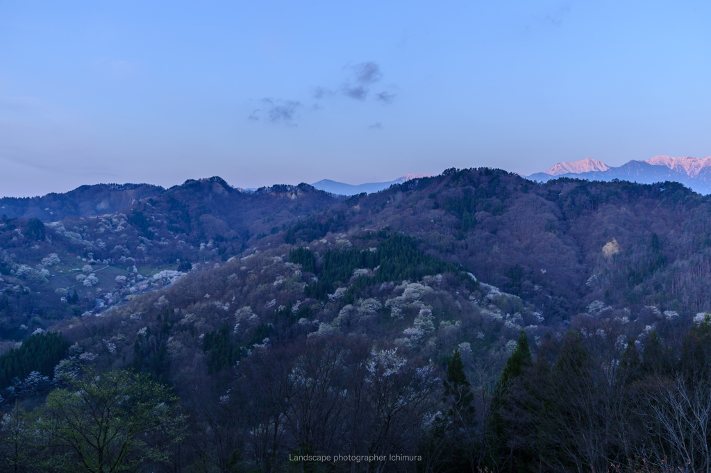 桜仙峡の春