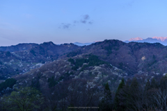 桜仙峡の春